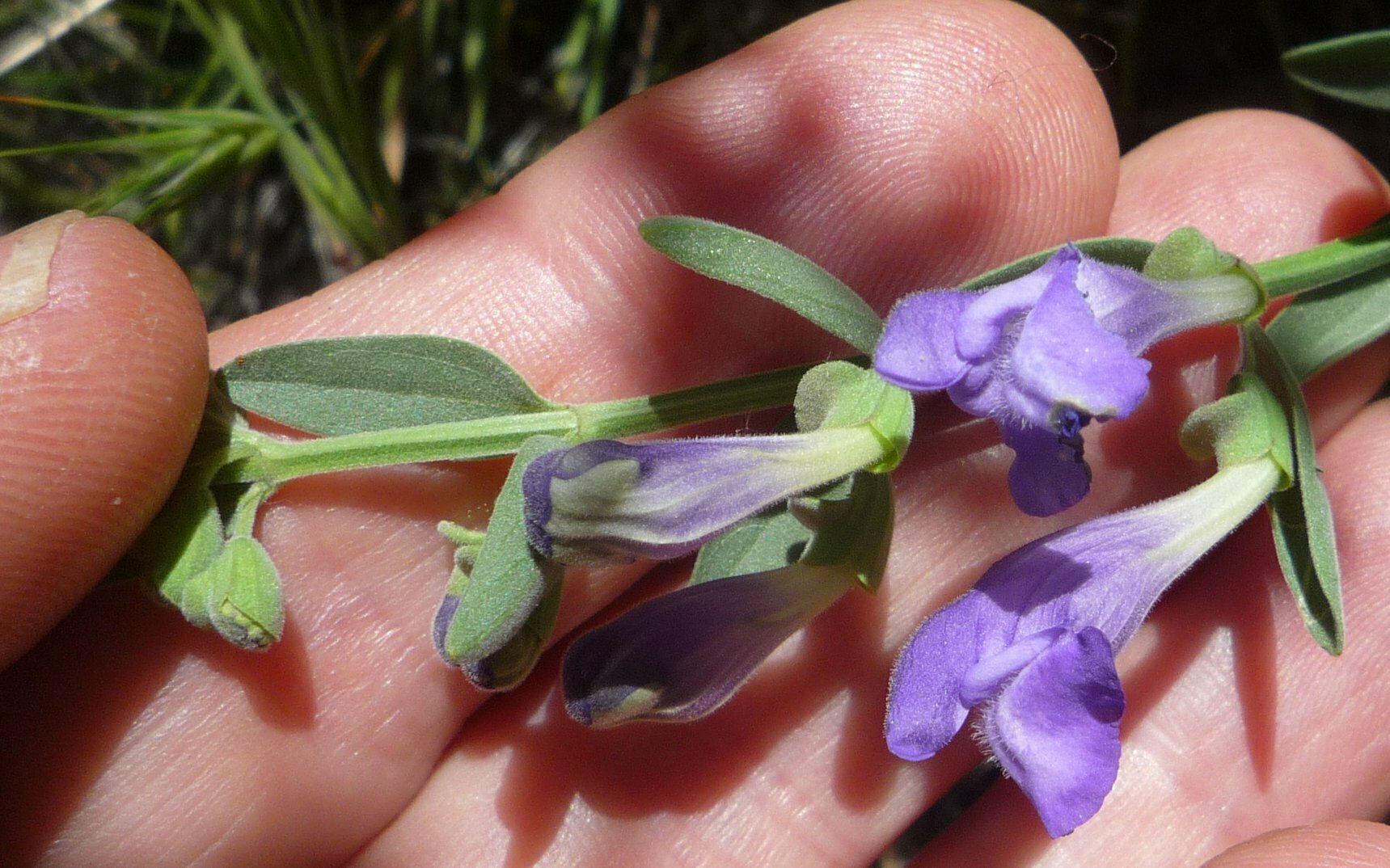 High Resolution Scutellaria siphocampyloides Flower